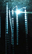 Arachnocampa Arachnocampa